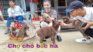 Trực tiếp chợ chó bắc hà hôm nay rất nhiều chó đẹp  Bac Ha maket