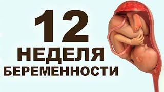 Что происходит с мамой и ребёнком на 12 неделе беременности? 3 месяц беременности. Первый триместр.