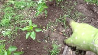 Vegetable Gardening