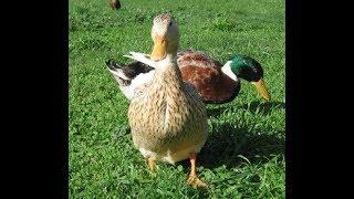 Some Q&A you should know before deciding to raise ducks