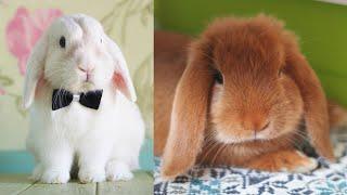 Bunnies being cute - Funny and Cute Baby Bunny Rabbit - Cute Baby animals