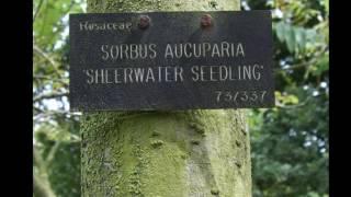 Sorbus Sheerwater Seedling