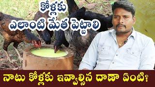 నాటు కోళ్లకు ఇవ్వాల్సిన దాణా ఏంటి  What to feed Country Chicken