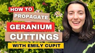 How To Propagate Geranium Cuttings Takes Less Than 1 Minute