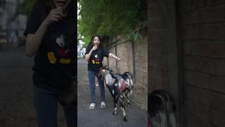 Wawancara kambing quiu
