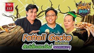 I Fattail Gecko ตุ๊กแกหางอ้วน สัตว์เลี้ยงแนวใหม่ ของคนแนวๆ  Ep.222 เพื่อนรักสัตว์เอ๊ย