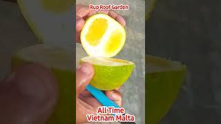 All time Vietnam Malta।ভিয়েতনাম মাল্টা।#Viralvideo#Shorts#YouTubeshorts #VietnamMalta #RupRoofGarden