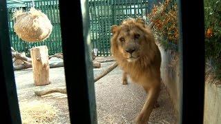 Gaza sends lions to Jordan after war damages zoo