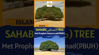 The Only Living Sahabi Tree in Jordan  Islamic Knowledge  English Subtitles