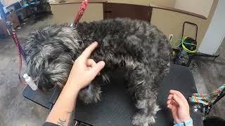 SEVERELY Matted Schnauzer