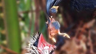 Very scary sight of Greater coucal bird