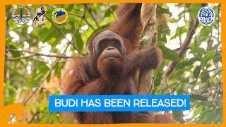 Budi The Orangutan Has Been RELEASED Huge Budi Update