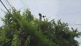 Memphis resident concerned about overgrowth in vacant lot behind home