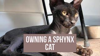 WHAT ITS LIKE TO OWN A SPHYNX CAT