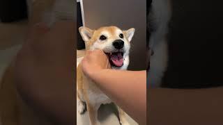Shiba Gets Tased By Owner