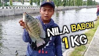 Eps.42 SUNGAI DANGKAL SARANG NILA BABON  BRANJANG IKAN NILA