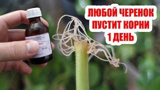 Укоренит любой черенок за 1 день 100% Супер способ укоренения любых черенков