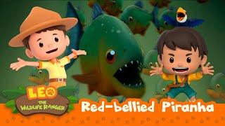 Red-Bellied Piranha  Is That a Water Monster??  Leo the Wildlife Ranger  Animation for Kids