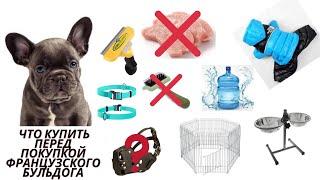 Что купить и как подготовить дом к приезду французского бульдогаБэйб