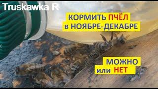 Пчёлы.  А вот можно кормить пчёл поздно осенью?? или Зимой? Что делать пчёлы голодные... #TruskawkaR