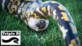 Reticulated Python has a massive bowel movement