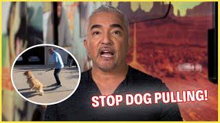 How To Stop Dogs From Pulling Their Leash  Dog Nation Episode 1 - Part 3