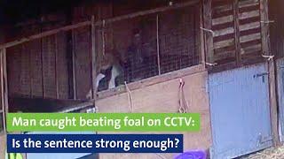 Man caught beating foal on CCTV Is the sentence strong enough?