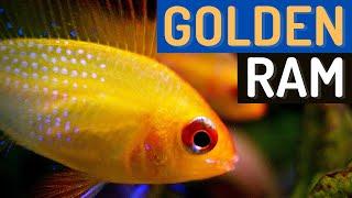 Gorgeous Gold Ram Cichlid A Must-Have for Any Aquarium Mikrogeophagus Ramirezi var. ‘Gold’