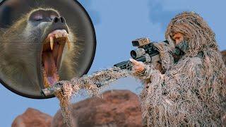 Baboon Battle Ghillie Suit Sniper Takes On Overpopulating Baboons