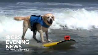 World Dog Surfing Competition delights attendees