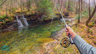 My FAVORITE Creek To Trout Fish Fly Fishing for Rainbow and Brook Trout