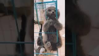 #fypシ゚viral #videoshort #animalsvideo #fannyvideo