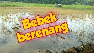 Angon bebek ke sawah