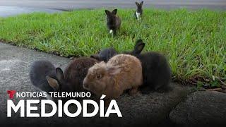 En video Así comenzó una invasión de conejos en Florida  Noticias Telemundo