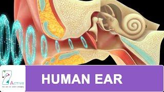 #Human Ear