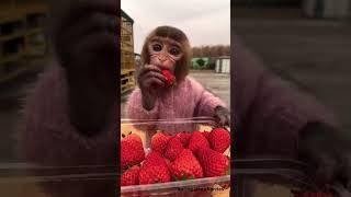 monkey lina eating strawberries #animals #comedy #cute #funny #monkey #sweet #strawberry