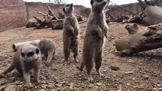 VIRTUAL ZOO DAY LIVE 2 Baby meerkats have breakfast