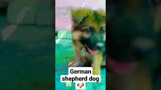 German shepherd dog # double coat ##rajkumar.com1420