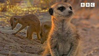 Meerkats  Andys Baby Animals  Andys Amazing Adventures