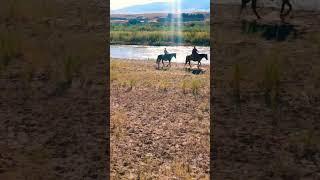 Bundy Ranch working on the ranch #horse #ranch