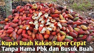 Rahasia Buah Kakao Mulus Tanpa Hama Pbk dan Busuk Buah 