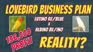 Lutino Red Eyes into Albino Business Feasibility #lovebirds #birdfarming #birds #pets #animals