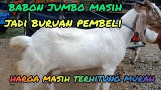 UPDATE HARGA KAMBING JANTANBABON JUMBO DAN DERE HARI INI