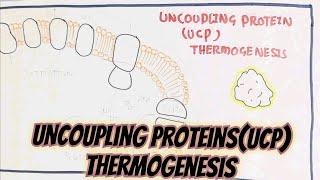 Thermogenesis Through Uncoupling Proteins UCP @umerfarooqbiology7083