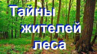 Тайны жителей леса