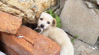 One puppy was abandoned  Whats wrong with its mouth ?It hides in the corner very timid