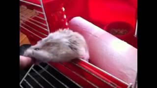 Hamster bites boy