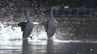 BBC Life The Grebes