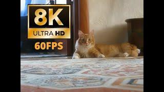 Кот ушёл  Cat gone 8K 60fps UHD