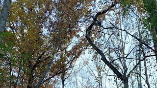 Rustling of Leaves Underfoot ASMR